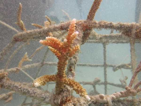 Malezya 'daki mercan resiflerinde yapay resif bulundu.