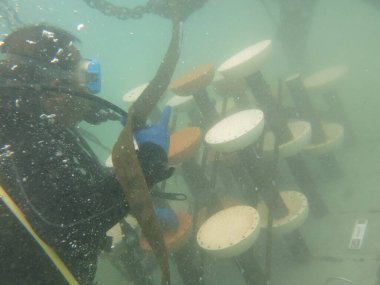 Terengganu, Malezya - 20 Haziran 2020: Redang Adası 'ndaki mercan resiflerinin taksitlendirilmesi
