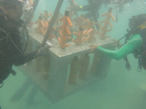 Terengganu Malaysia Jun 2020 Installment Artificial Reef Coral Reef Area — 图库照片