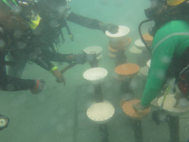 Redang Adası 'ndaki mercan kayalıklarında yapay resifin taksiti.