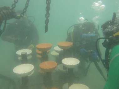 Redang Adası 'ndaki mercan kayalıklarında yapay resifin taksiti.