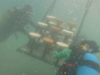 Redang Adası 'ndaki mercan kayalıklarında yapay resifin taksiti.