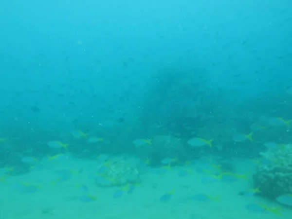 Poissons Trouvés Dans Zone Récif Artificiel Redang Island Malaisie — Photo