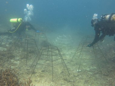 Malezya 'daki mercan resif bölgesinde yapay canlı kaya ve mercan parçaları olan mercan iskeleti.