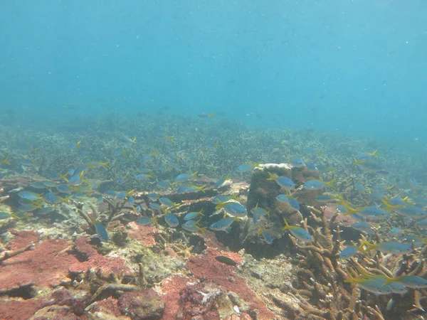 Cepu Adası, Malezya 'daki mercan resiflerinin manzara ve panoramik resimleri