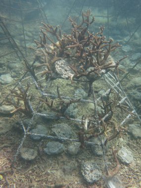 Malezya 'daki mercan resif bölgesinde yapay canlı kaya ve mercan parçaları olan mercan iskeleti.