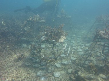 Malezya 'daki mercan resif bölgesinde yapay canlı kaya ve mercan parçaları olan mercan iskeleti.