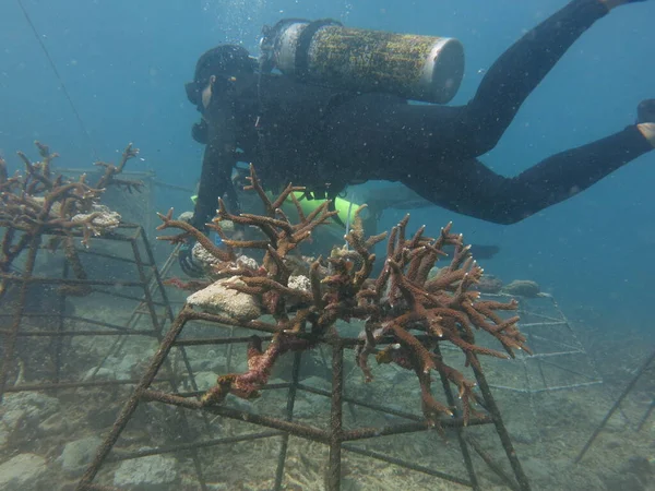 Rama Koralowa Sztuczną Żywą Skałą Fragmentem Korala Rafie Koralowej Malezji Zdjęcie Stockowe
