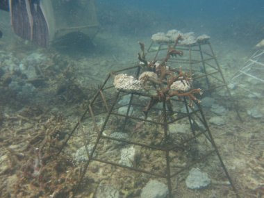 Malezya 'daki mercan resif bölgesinde yapay canlı kaya ve mercan parçaları olan mercan iskeleti.