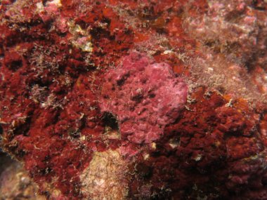 The coralline algae attached on rock at sea bottom of the ocean clipart