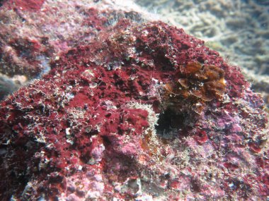 The coralline algae attached on rock at sea bottom of the ocean clipart