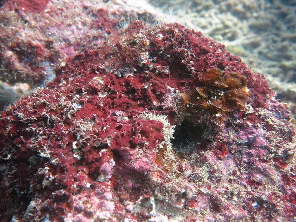 Algas Coralinas Ligadas Rocha Fundo Mar Oceano Imagens De Bancos De Imagens