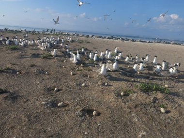 Kuş, Malezya 'nın ıssız bir bölgesinde bulunan Layang-layang adasında (Kuş Adası) bulundu.