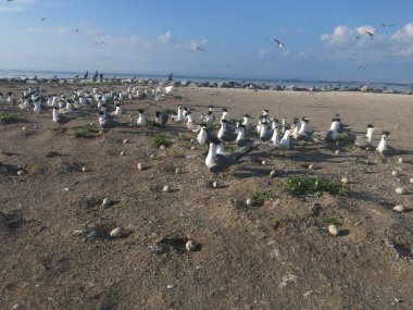 Kuş, Malezya 'nın ıssız bir bölgesinde bulunan Layang-layang adasında (Kuş Adası) bulundu.