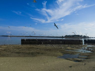 Kuş, Malezya 'nın ıssız bir bölgesinde bulunan Layang-layang adasında (Kuş Adası) bulundu.