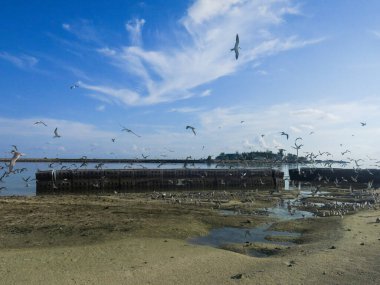 Kuş, Malezya 'nın ıssız bir bölgesinde bulunan Layang-layang adasında (Kuş Adası) bulundu.