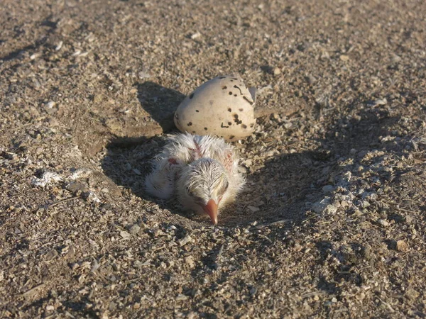 Malezya 'nın ıssız bir bölgesinde bulunan Layang-layang Adası' nda (Kuş Adası) bulunan kapak yavrusu.