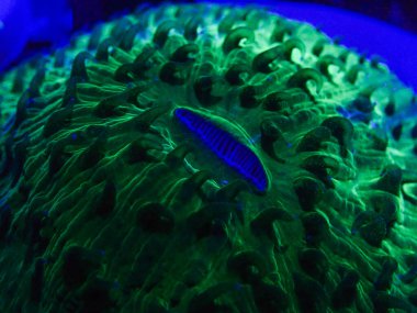 Ultraviyole ışığın altındaki güzel mercan Malezya 'da derin sularda bulunur.