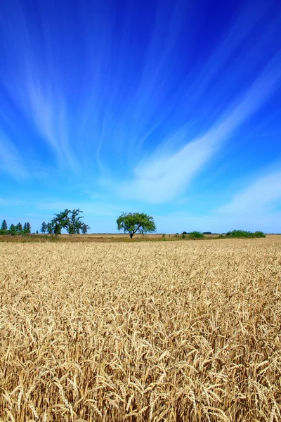 Entre el cielo y la tierra — Foto de Stock