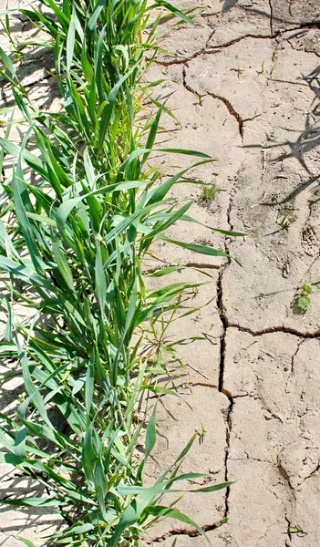 干ばつ土壌から分割で小麦の緑の芽 — ストック写真