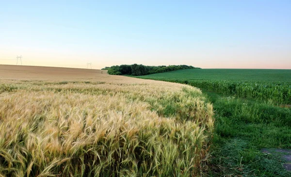 Due campi divisi dalla strada — Foto Stock