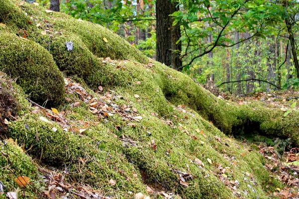 forest hill, Moss ile büyümüş