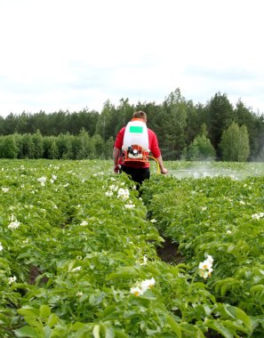 patates bitkileri Colorado böceği kimyasallar ile tedavi
