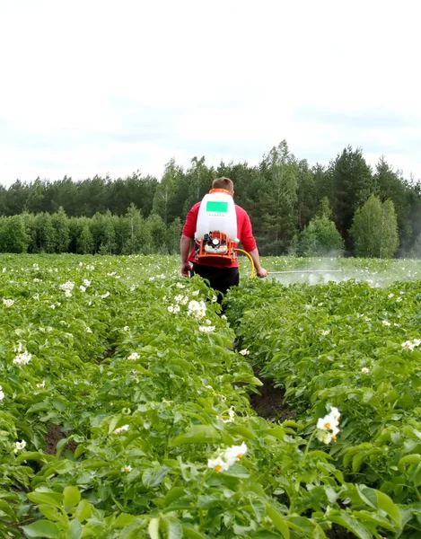 Behandling av potatisgrödor med kemikalier från Colorado skalbagge — Stockfoto