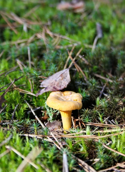Cantharellus cibarius mantar ormandaki bir yaprak ile