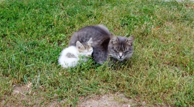 otların arasında oturan küçük bir yavru kedi ile gri kedi