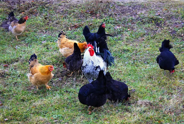 tavuklar tarafından çevrili horoz