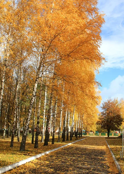 sonbahar huş sokak