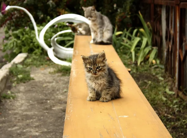 sarı bankta komik kedi