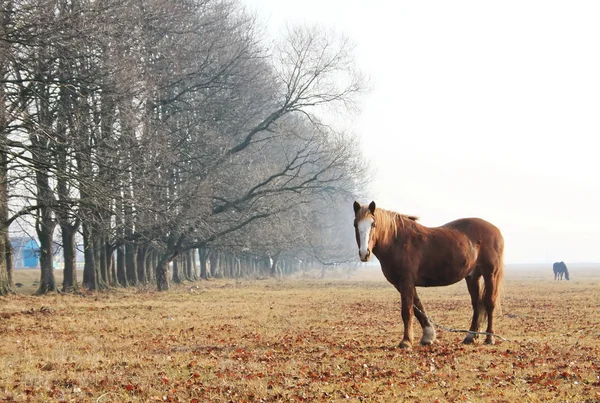 Horses on meadow in autumn — Stock Photo, Image