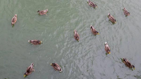 A flock of female Mallard ducks with brown plumage swims and feeds on a pond on the azure surface of the water with small ripples, selective focus, top view.