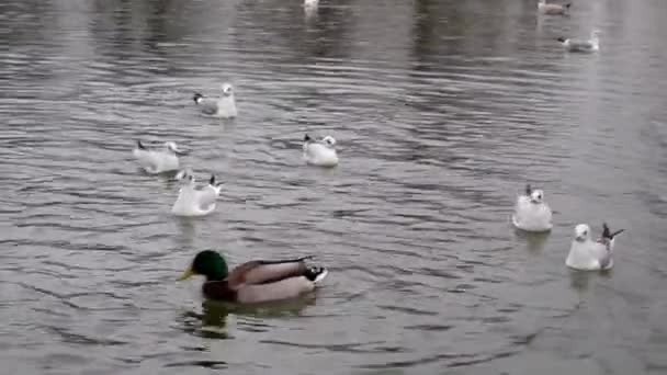 Confronto Entre Patos Marrons Flutuantes Gaivotas Brancas Sentadas Superfície Água — Vídeo de Stock