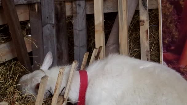 White Young Goat Red Ribbon Its Neck Stands Manger Hay — Stock Video
