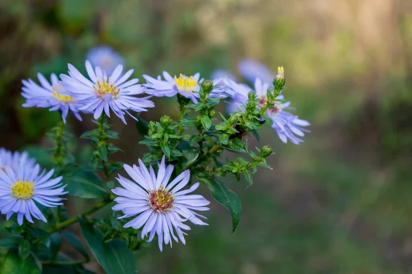 Conjunto Várias Flores Azuis Claras Abertas Brotadas Aster Amellus Com — Fotografia de Stock