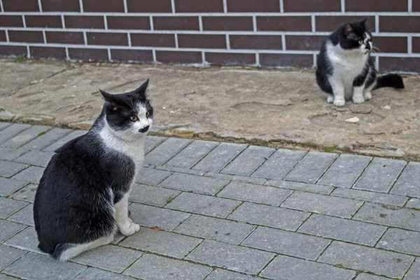 Černá Bílá Kočka Sedící Šedém Chodníku Zdviženýma Ušima Ostražitýma Očima — Stock fotografie