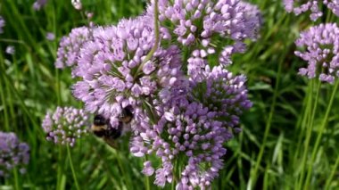 Küresel infloresans üzerinde mor leylak küçük çiçekler, Chives saplarını taçlandırıyor, çiçekten çiçeğe uçan girdaplar ve polen sarı-siyah yaban arıları topluyor..