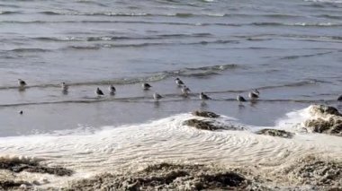 Çulluk familyasından göçmen kuş sürüsü gri tüylü Dunlin, kıyı şeridinde köpük, ot ve alglerle yıkanan sığ deniz kıyısından besleniyor..