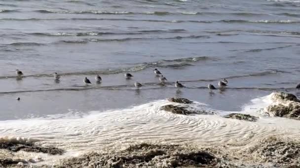 スニップ科の渡り鳥の群れ 灰色の羽のダンリン 藻類によって洗浄された昆虫の浅い海岸での餌は 海岸に転がり落ちる泡波の背景に — ストック動画