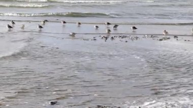 Bir grup göçmen kuş çulluk familyasından gri tüylü Dunlin, kıyıda köpük, ot ve alglerle yıkanan deniz kıyısının sığ sularıyla besleniyor..