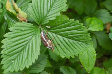 Beetle Melolontha kavuntha siyah kafa ve gözler, kahverengi kanatlar ve anten, çizgili kabarık göbek sulu yeşil çilek yaprağı üzerinde oturan ve arka planda ormanda yemek olabilir