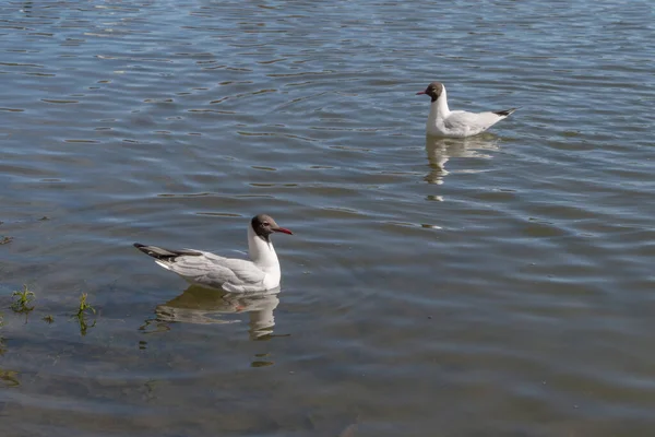 Uma Gaivota Com Plumagem Corpo Branco Cabeça Cauda Cinzentas Bico — Fotografia de Stock