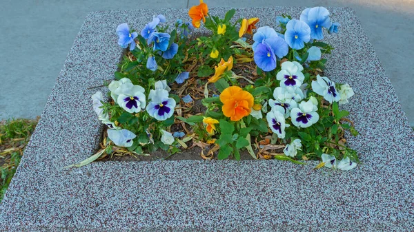 Gruppe Leuchtend Orangefarbener Hellblauer Und Weißer Stiefmütterchen Mit Violettem Zentrum — Stockfoto