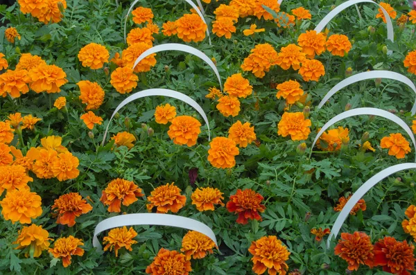 Blooming fluffy tagetes flowers in orange and maroon with luscious green carved leaves, displayed tightly in pots with white plastic arched holders for sale