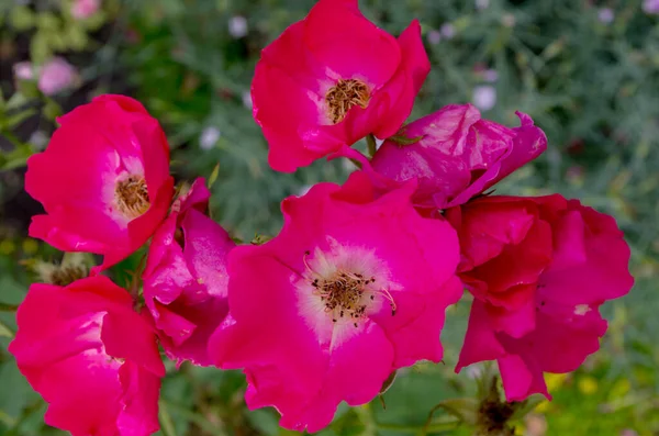 Широко Відкриті Квіти Квітучої Рози Спітамамеа Яка Видом Троянд Відомих — стокове фото