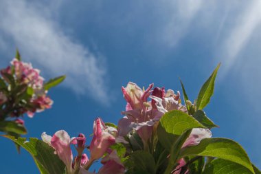 Çiçek açan Weigela çalısının pembe ve beyaz demetleri. Keskin dişli yeşil yapraklar tarafından çerçevelenmiş. Mavi gökyüzünde nadir bulunan bulutlar tarafından çekiliyor..