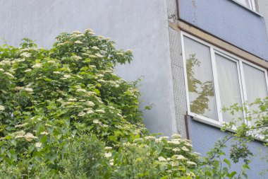 Beyaz çerçeveli ikinci kat penceresi gri mozaikli ön cepheli eski panelli apartmanın köşesinde. Binanın sonundaki pencere seviyesinde kocaman beyaz, çiçek açan yaşlı böğürtlenler yetişiyor.